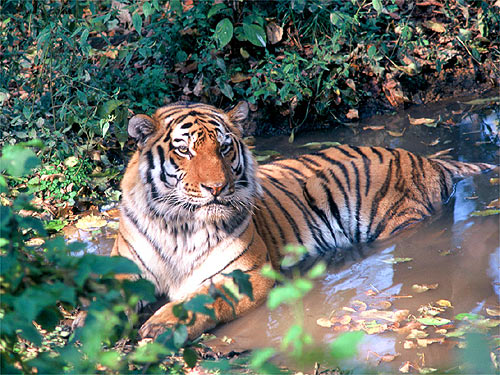 © WWF-Canon / Hartmut JUNGIUS <br> This Amur tiger is resting in a puddle of water in a forest near the Khor river. The forests Amur tigers depend on for survival are threatened by logging, conversion to agriculture, urban expansion, road construction, mining, fires and inadequate law enforcement.